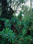 Lobelia plants in rainforest, Kenya, Northern Africa, Africa-Winfried Wisniewski-Laminated Photographic Print