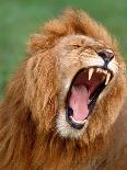 Male lion tearing his mouth open-Winfried Wisniewski-Mounted Photographic Print