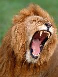 Male lion tearing his mouth open-Winfried Wisniewski-Photographic Print