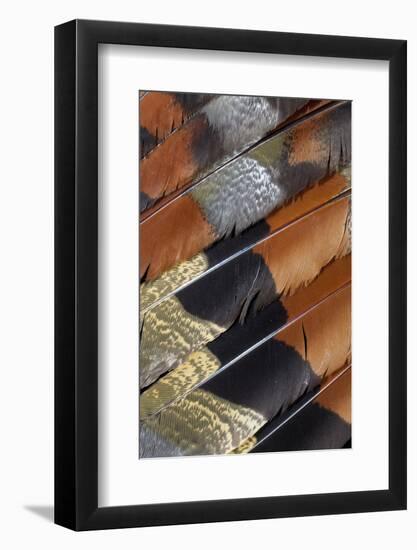 Wing Detail of Feathers Sun Bittern-Darrell Gulin-Framed Photographic Print