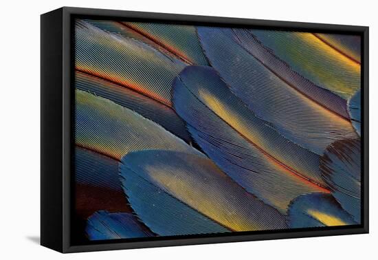 Wing Feathers Fanned Out Scarlet Macaw-Darrell Gulin-Framed Premier Image Canvas