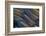 Wing Feathers Fanned Out Scarlet Macaw-Darrell Gulin-Framed Photographic Print