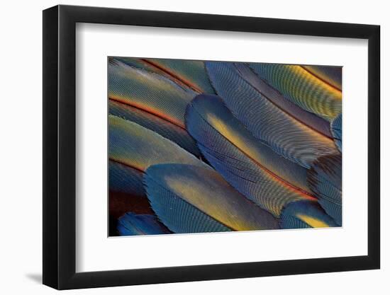 Wing Feathers Fanned Out Scarlet Macaw-Darrell Gulin-Framed Photographic Print