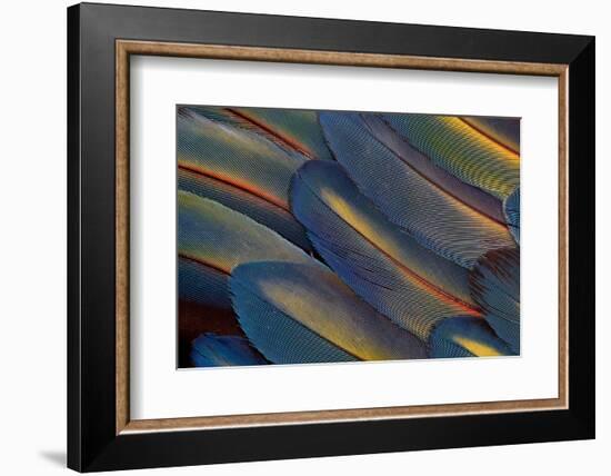 Wing Feathers Fanned Out Scarlet Macaw-Darrell Gulin-Framed Photographic Print