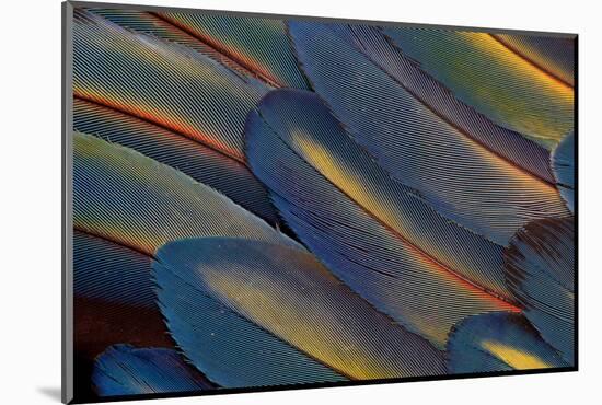 Wing Feathers Fanned Out Scarlet Macaw-Darrell Gulin-Mounted Photographic Print