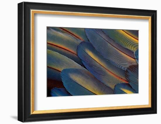 Wing Feathers Fanned Out Scarlet Macaw-Darrell Gulin-Framed Photographic Print