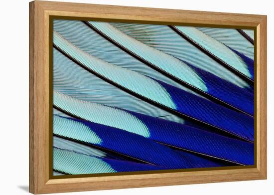 Wing Feathers of Blue-Bellied Roller-Darrell Gulin-Framed Premier Image Canvas