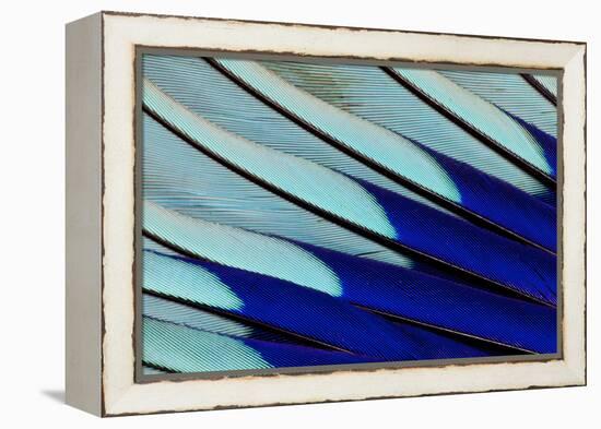 Wing Feathers of Blue-Bellied Roller-Darrell Gulin-Framed Premier Image Canvas
