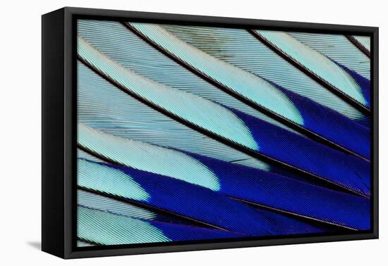 Wing Feathers of Blue-Bellied Roller-Darrell Gulin-Framed Premier Image Canvas