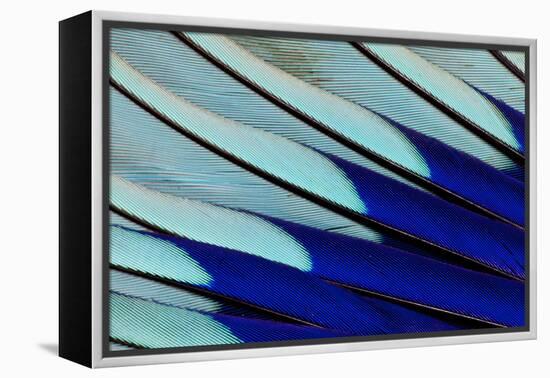 Wing Feathers of Blue-Bellied Roller-Darrell Gulin-Framed Premier Image Canvas