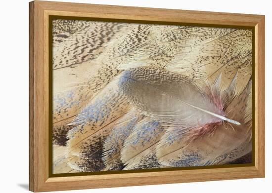 Wing Feathers of Senegal Bustard-Darrell Gulin-Framed Premier Image Canvas