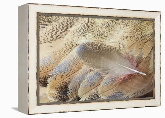 Wing Feathers of Senegal Bustard-Darrell Gulin-Framed Premier Image Canvas