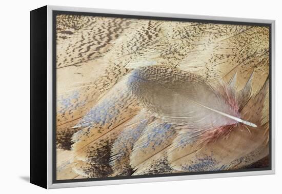 Wing Feathers of Senegal Bustard-Darrell Gulin-Framed Premier Image Canvas