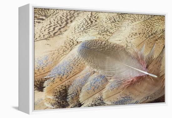 Wing Feathers of Senegal Bustard-Darrell Gulin-Framed Premier Image Canvas