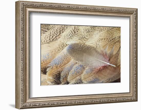 Wing Feathers of Senegal Bustard-Darrell Gulin-Framed Photographic Print