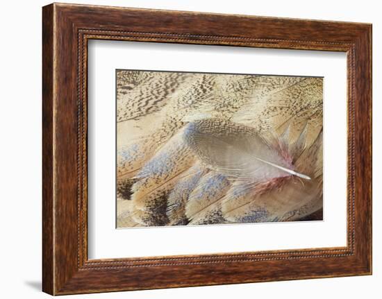 Wing Feathers of Senegal Bustard-Darrell Gulin-Framed Photographic Print