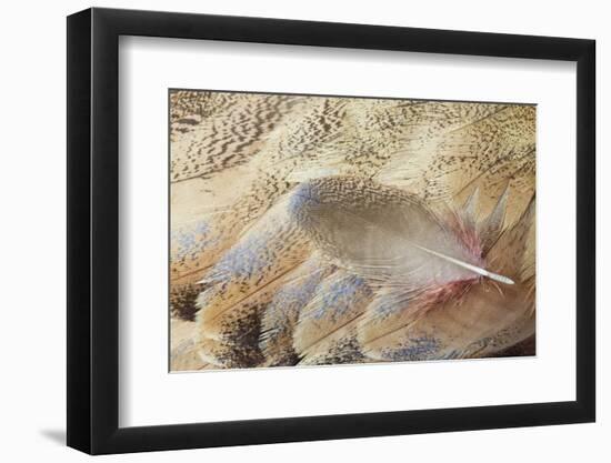 Wing Feathers of Senegal Bustard-Darrell Gulin-Framed Photographic Print