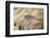 Wing Feathers of Senegal Bustard-Darrell Gulin-Framed Photographic Print