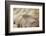 Wing Feathers of Senegal Bustard-Darrell Gulin-Framed Photographic Print