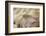 Wing Feathers of Senegal Bustard-Darrell Gulin-Framed Photographic Print