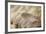 Wing Feathers of Senegal Bustard-Darrell Gulin-Framed Photographic Print