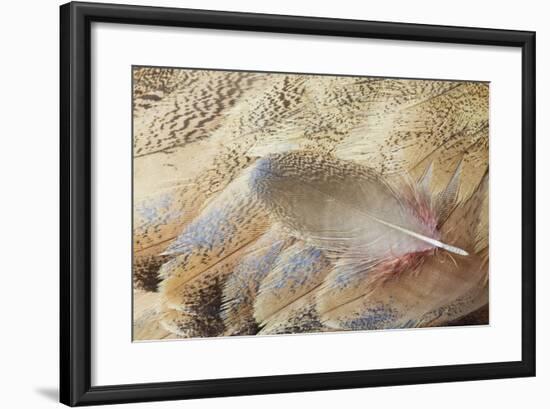 Wing Feathers of Senegal Bustard-Darrell Gulin-Framed Photographic Print