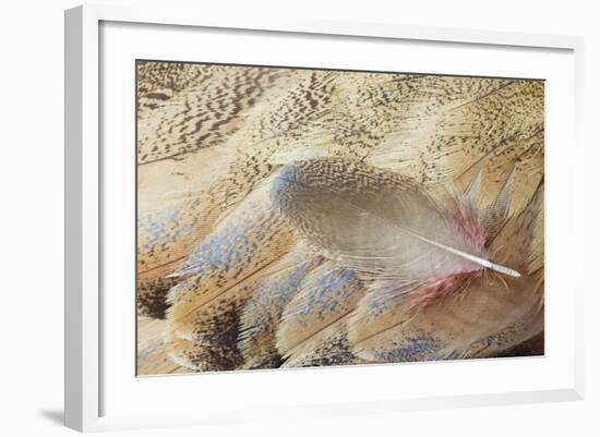 Wing Feathers of Senegal Bustard-Darrell Gulin-Framed Photographic Print