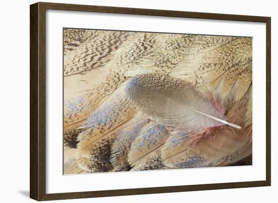 Wing Feathers of Senegal Bustard-Darrell Gulin-Framed Photographic Print