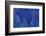 Wing Feathers of the Hyacinth Macaw-Darrell Gulin-Framed Photographic Print