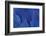 Wing Feathers of the Hyacinth Macaw-Darrell Gulin-Framed Photographic Print