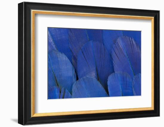 Wing Feathers of the Hyacinth Macaw-Darrell Gulin-Framed Photographic Print