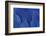 Wing Feathers of the Hyacinth Macaw-Darrell Gulin-Framed Photographic Print