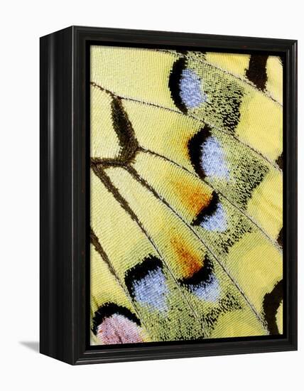 Wing of a Butterfly-Darrell Gulin-Framed Premier Image Canvas