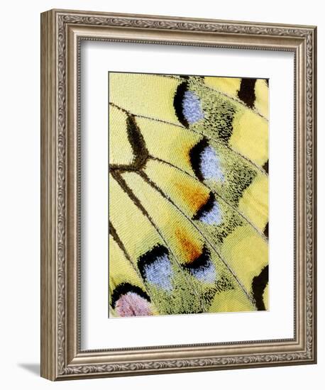 Wing of a Butterfly-Darrell Gulin-Framed Photographic Print