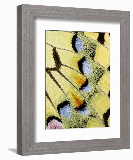 Wing of a Butterfly-Darrell Gulin-Framed Photographic Print