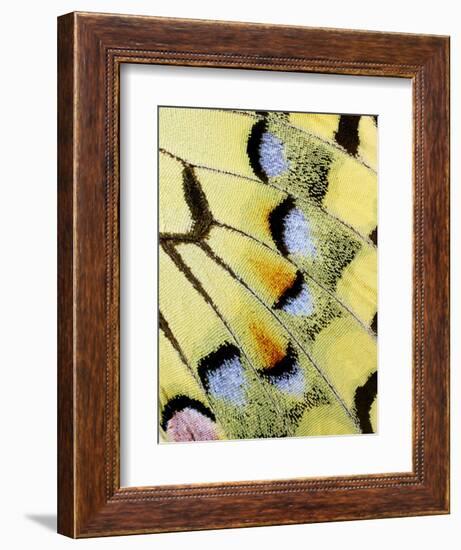 Wing of a Butterfly-Darrell Gulin-Framed Photographic Print