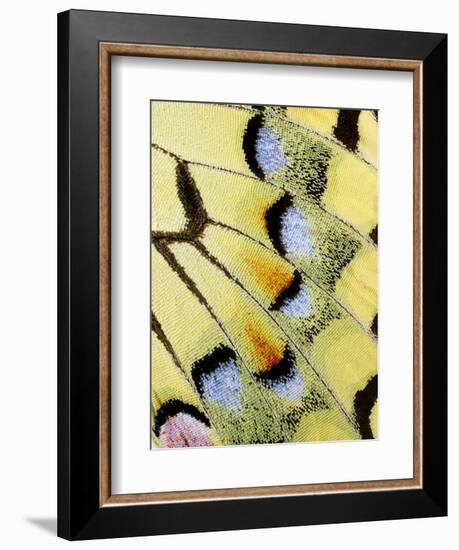 Wing of a Butterfly-Darrell Gulin-Framed Photographic Print