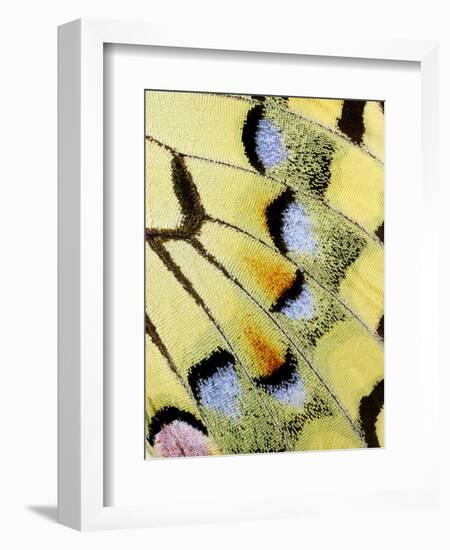 Wing of a Butterfly-Darrell Gulin-Framed Photographic Print