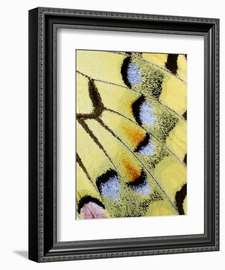 Wing of a Butterfly-Darrell Gulin-Framed Photographic Print