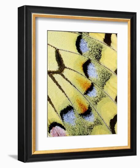 Wing of a Butterfly-Darrell Gulin-Framed Photographic Print