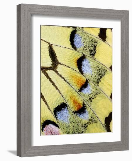 Wing of a Butterfly-Darrell Gulin-Framed Photographic Print