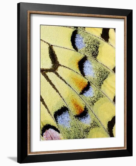 Wing of a Butterfly-Darrell Gulin-Framed Photographic Print