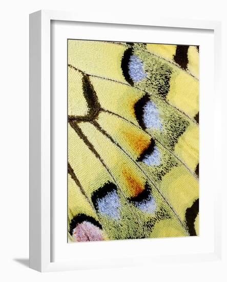 Wing of a Butterfly-Darrell Gulin-Framed Photographic Print