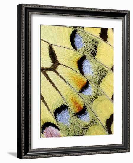 Wing of a Butterfly-Darrell Gulin-Framed Photographic Print