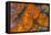 Wingate Pass Agate China Lake Military Reservation CA-Darrell Gulin-Framed Premier Image Canvas