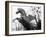 Winged Horse Statue, Mirabellgarten, Salzburg, Austria-Walter Bibikow-Framed Photographic Print