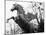 Winged Horse Statue, Mirabellgarten, Salzburg, Austria-Walter Bibikow-Mounted Photographic Print