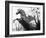 Winged Horse Statue, Mirabellgarten, Salzburg, Austria-Walter Bibikow-Framed Photographic Print