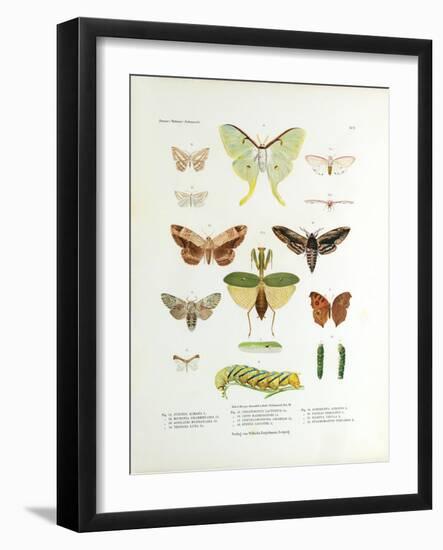 Winged Nature II-Unknown-Framed Art Print