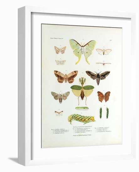 Winged Nature II-Unknown-Framed Art Print